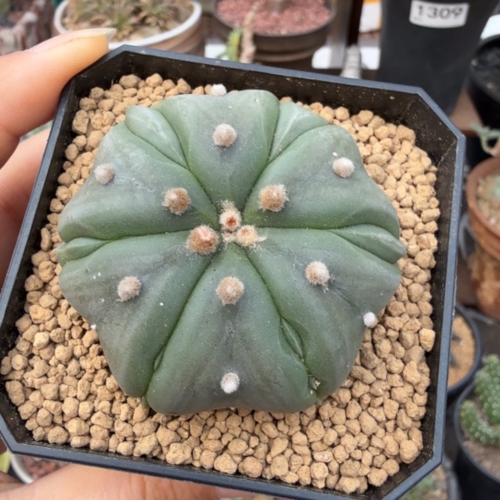 6棱复棱兜1387 （满28包邮）