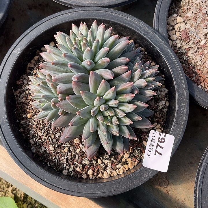 阿雅园艺。       7763