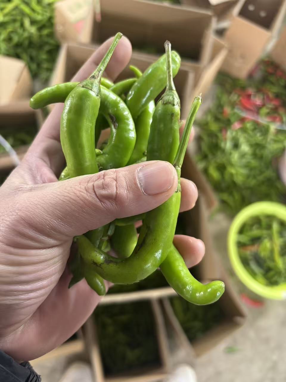 秋宝宝小辣椒现摘现发农家种植多种