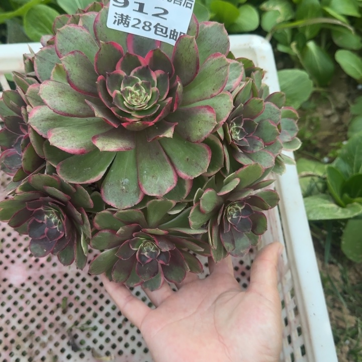 912外边的粉花妖福利