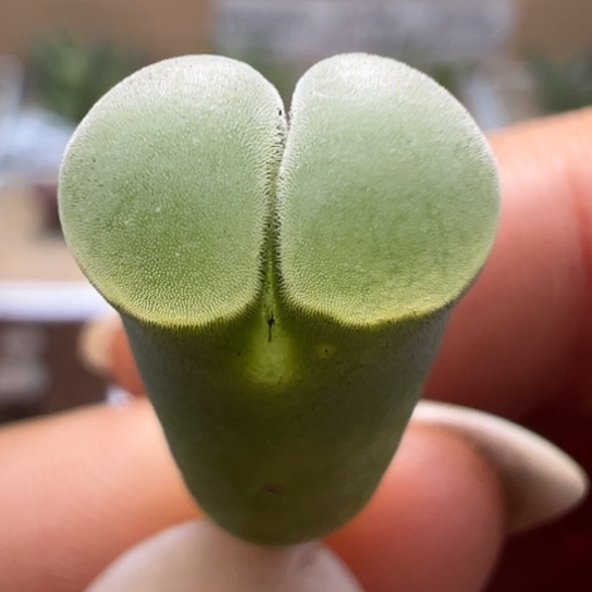 下播福利一颗美风铃114。