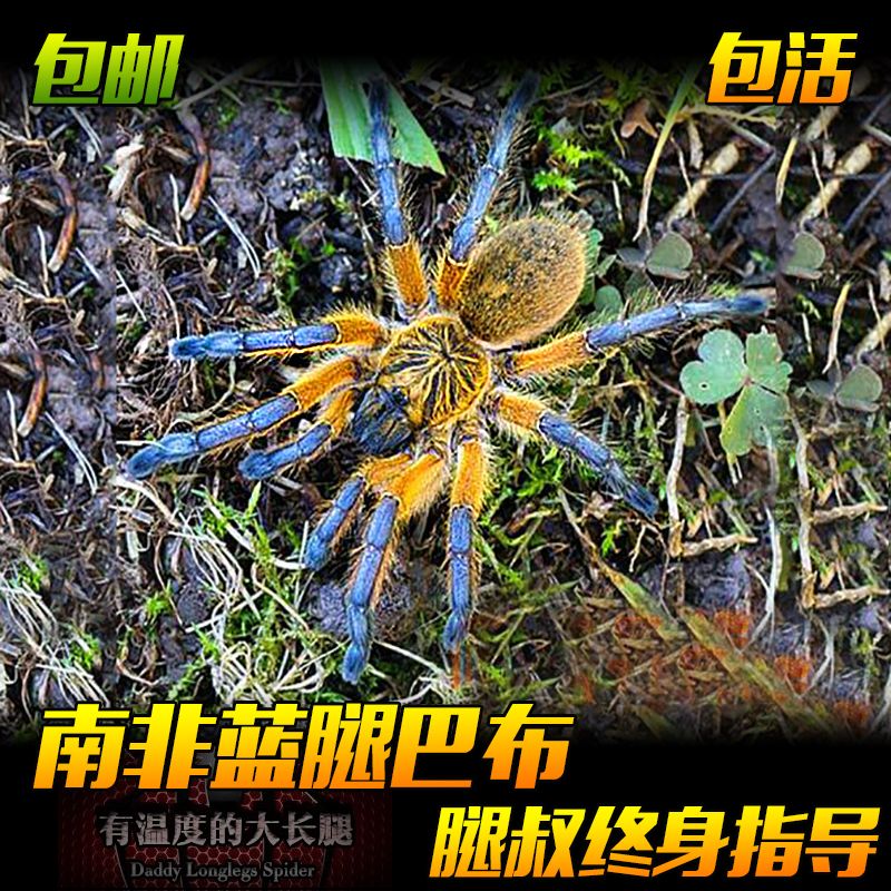 腿叔～新手HP南非蓝腿巴布宠物蜘蛛凶猛活体漂亮蓝色爬宠
