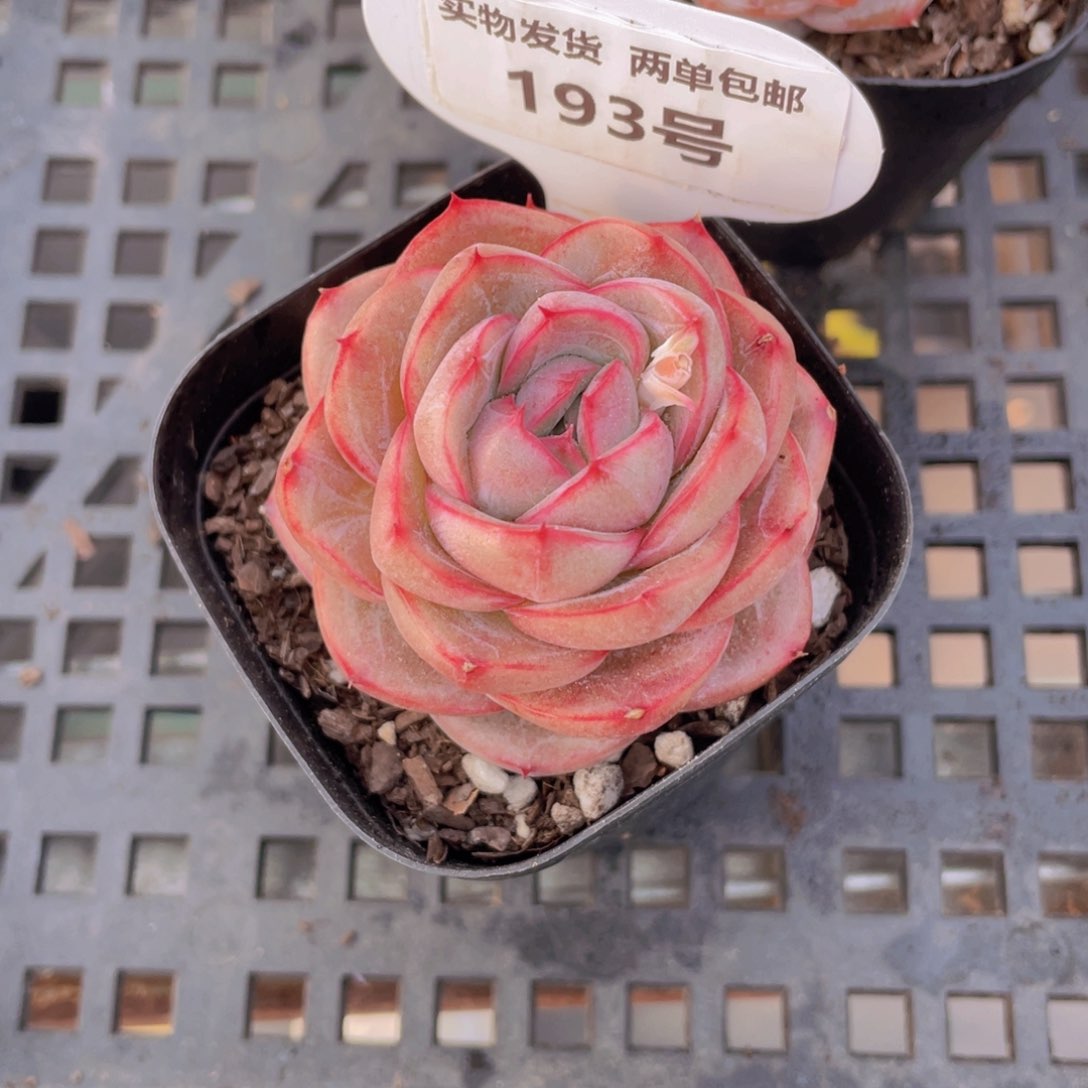 193号 荔枝玫瑰单头