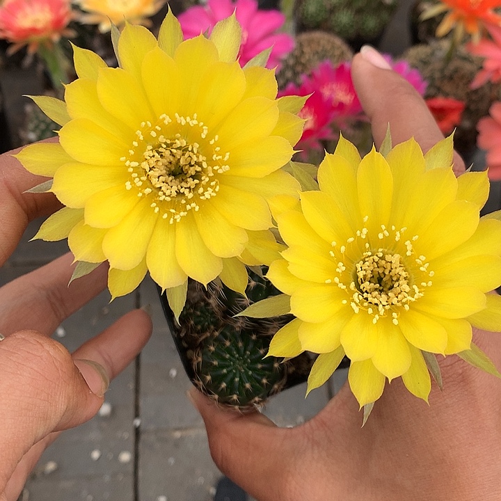 8 实生丽花6厘米盆 球体微瑕