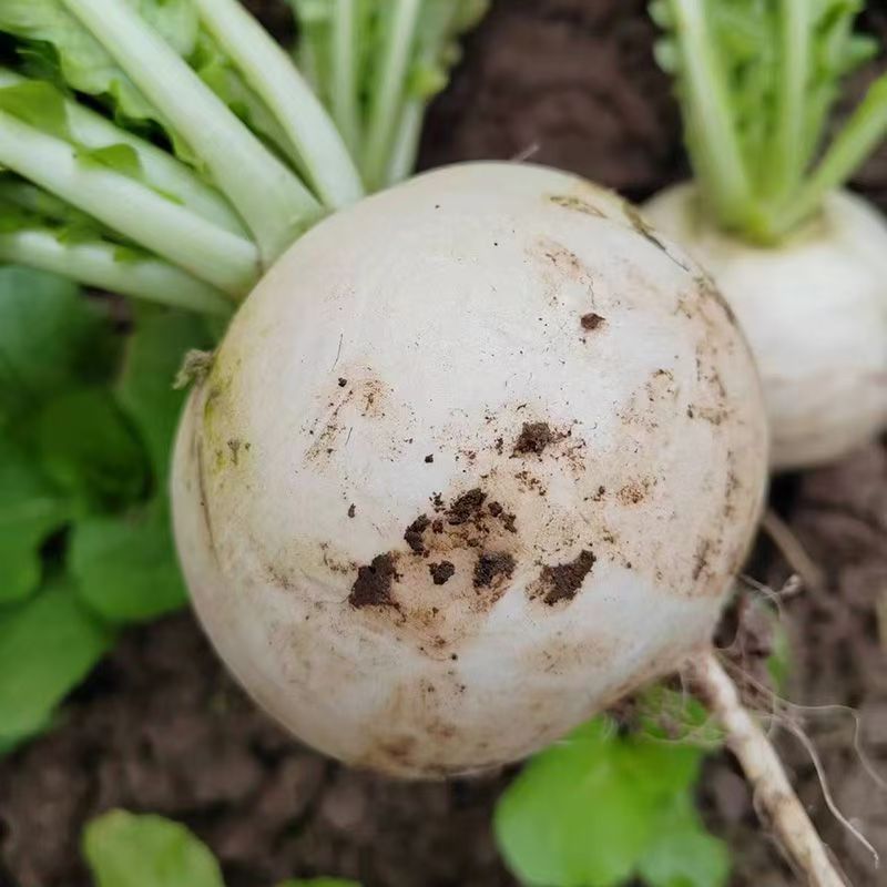 【优品助农】农家自种圆白萝卜新鲜3斤