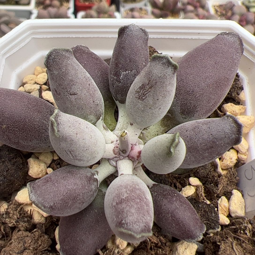 艺伎海豹单头桩多肉植物水泡