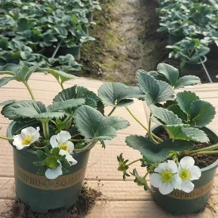 四季奶油加仑盆栽庭院阳台优质精品南北方种植耐寒当年结果易养活