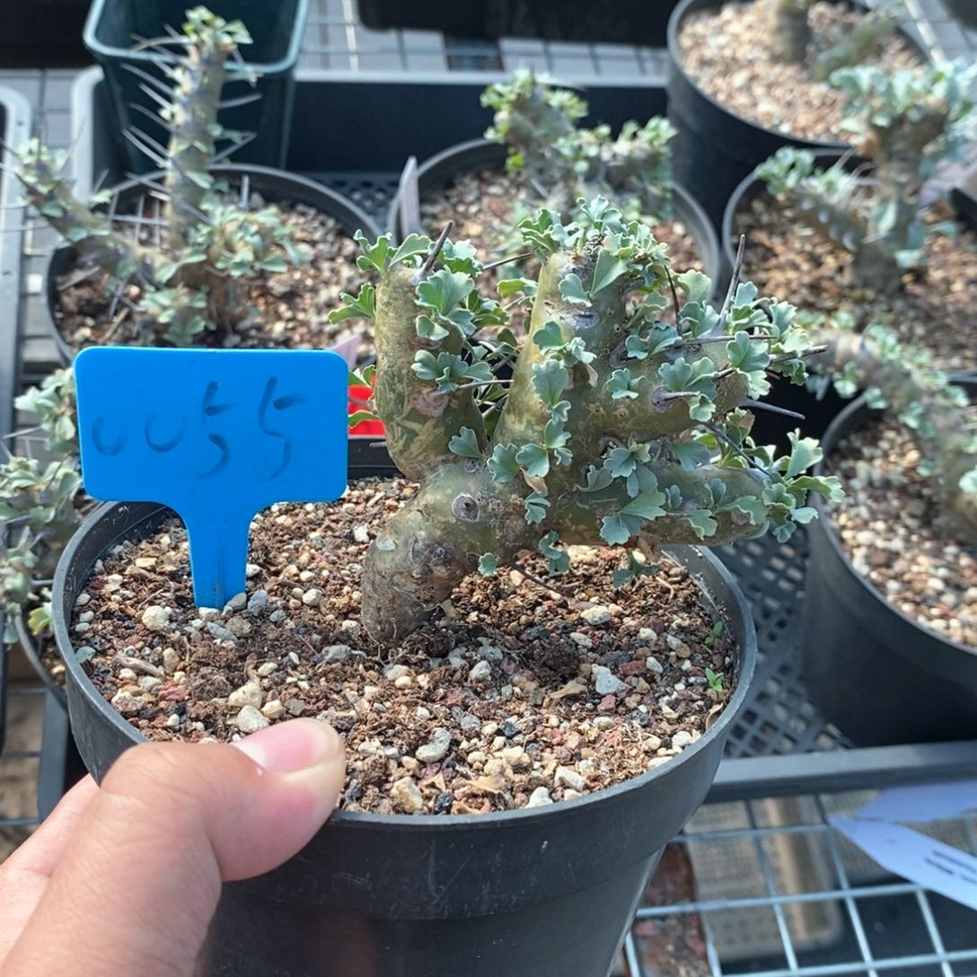 格思龙骨葵多肉植物
