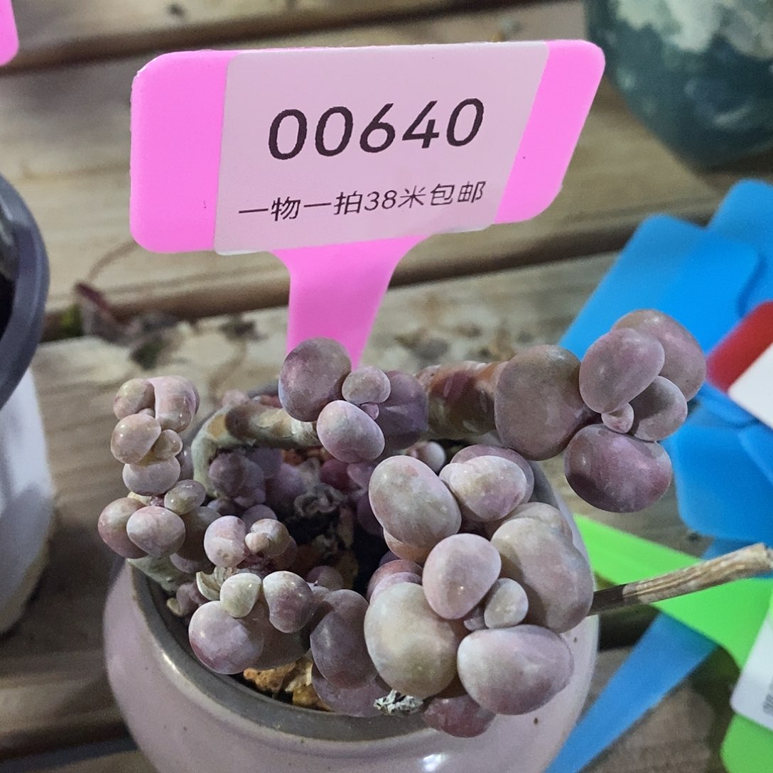 00640凑企业姐姐看我