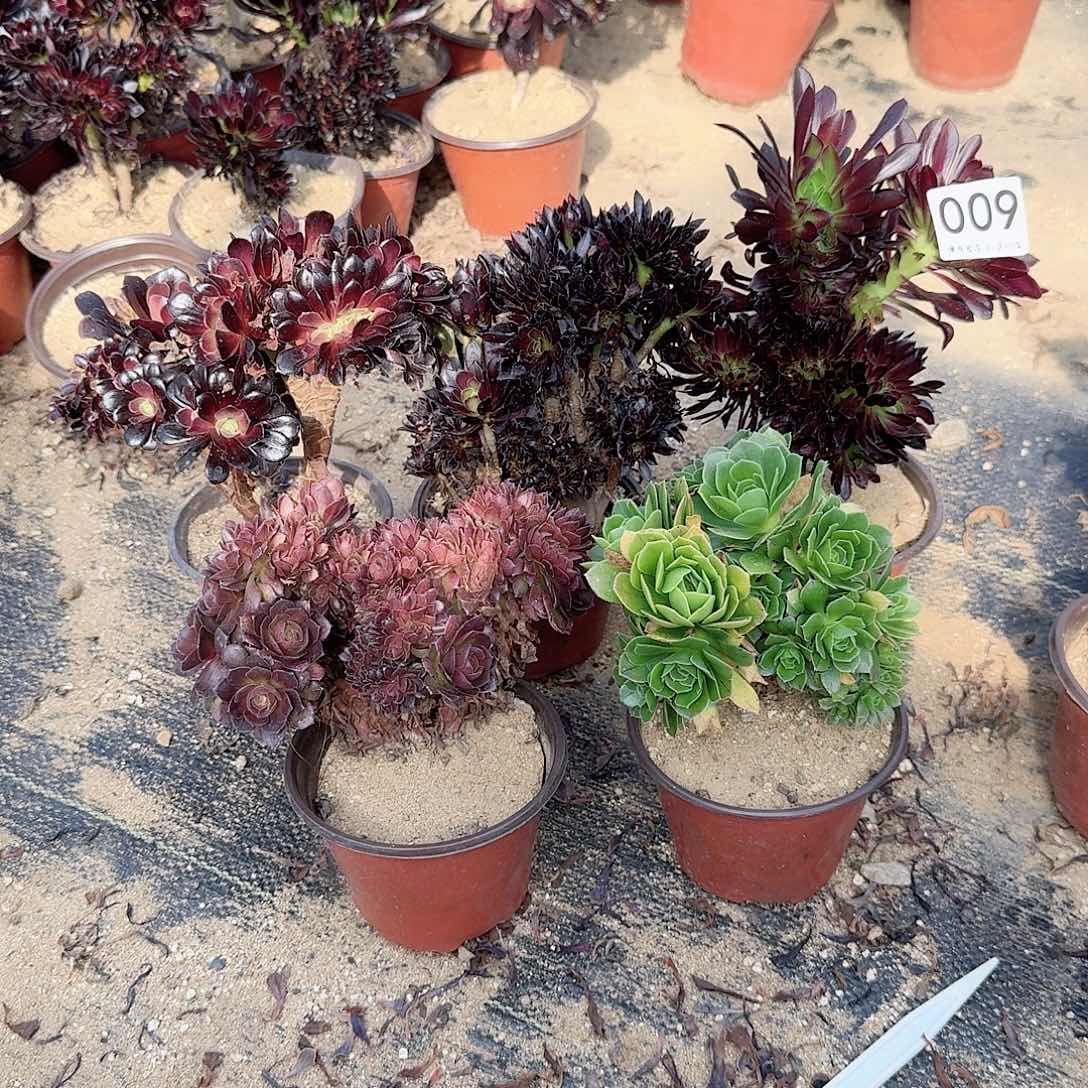 009黑法师欧紫万缀绿缀微瑕共6颗