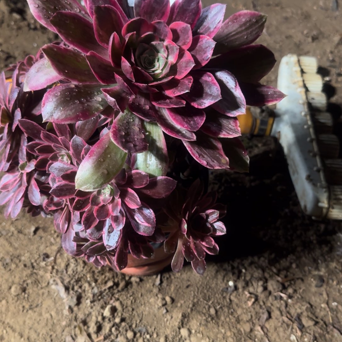 艺**园787号幻纱母本清棚不包损