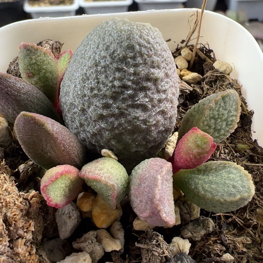 实生新品大苗多肉植物水泡