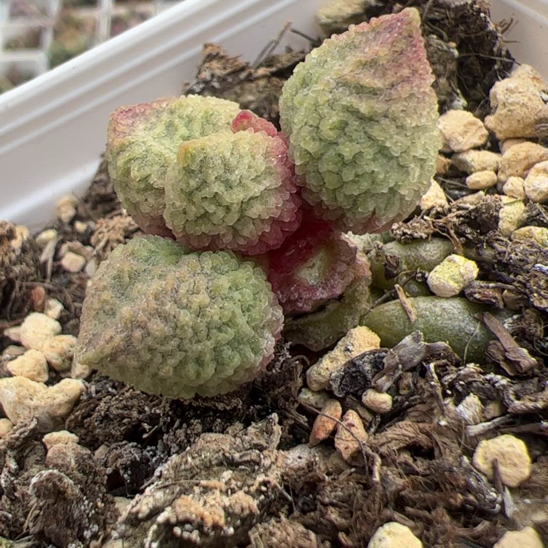 实生新品整颗多肉植物水泡