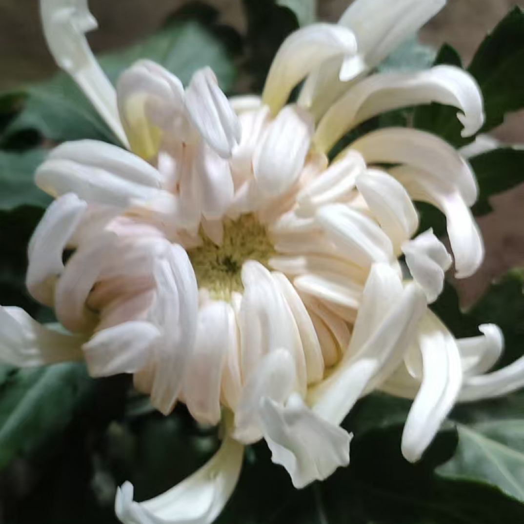 （霁雪）九月大花型 基地直销