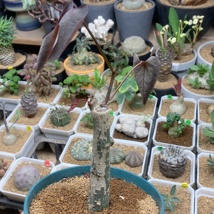 扦插红叶西番莲带盆