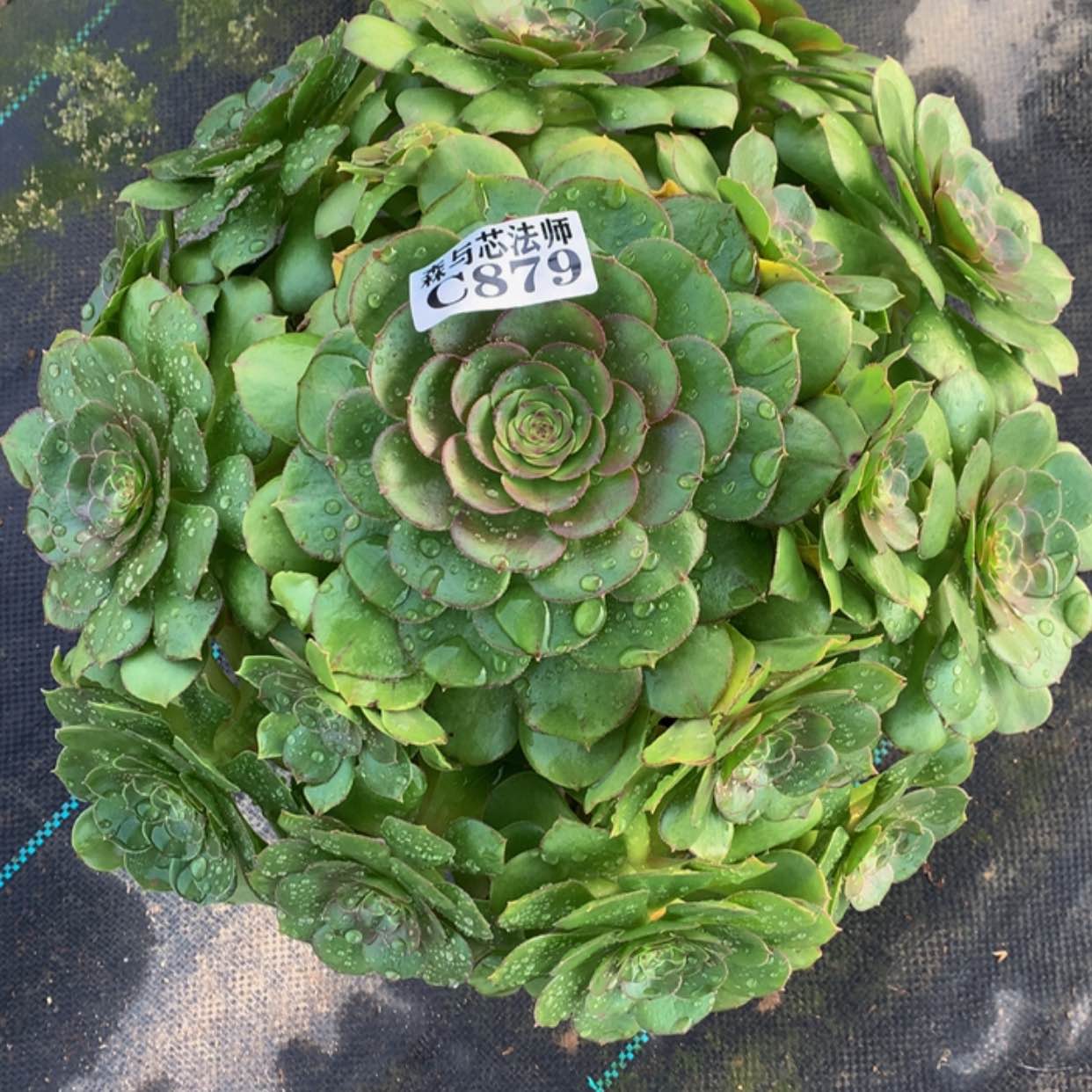 【闪购商品】879万圣节