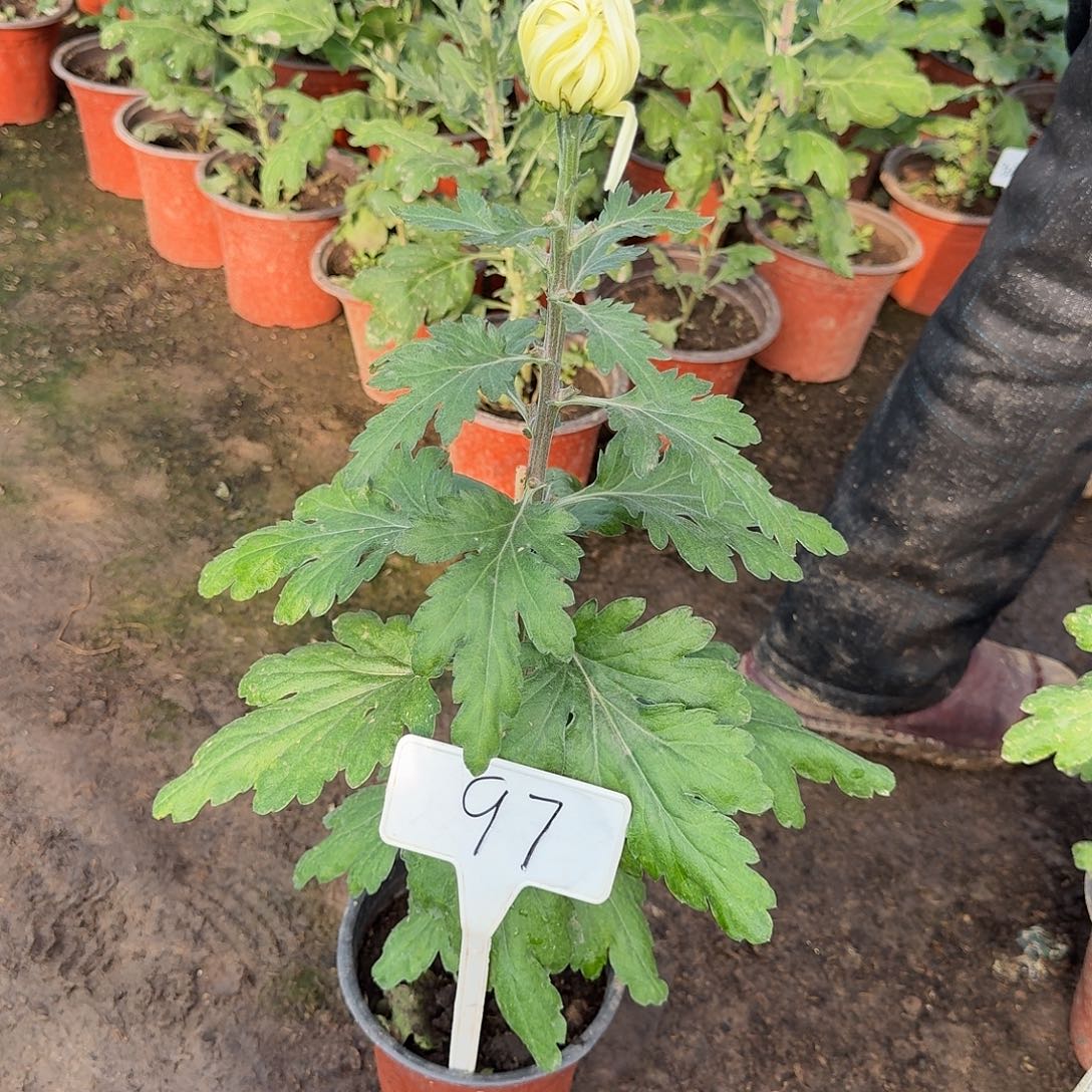 如***是大部分花苞少量开放97瑞云