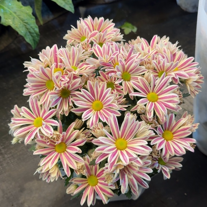油画斑纹菊小菊盆栽