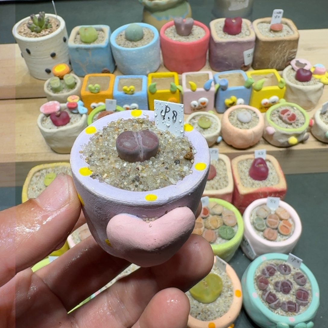 红陶蘑菇251紫饼