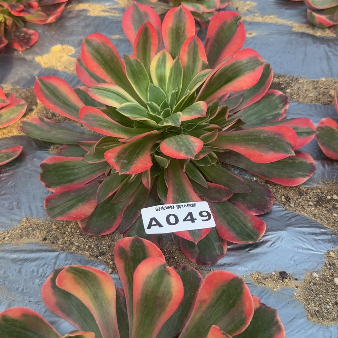 049粉女妖。多肉植物
