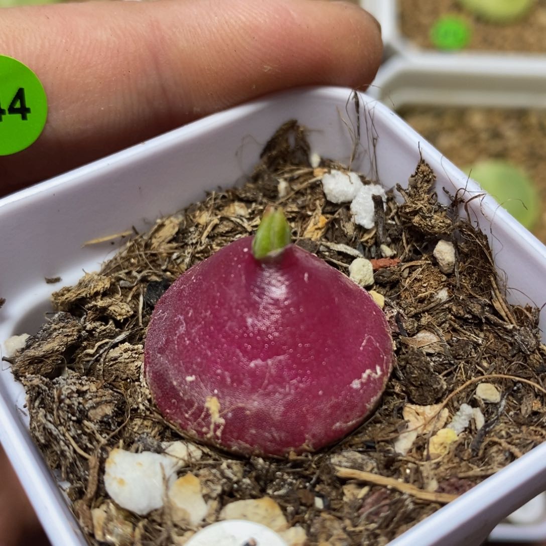 红灯泡2.4+开花拉可带盆多肉938