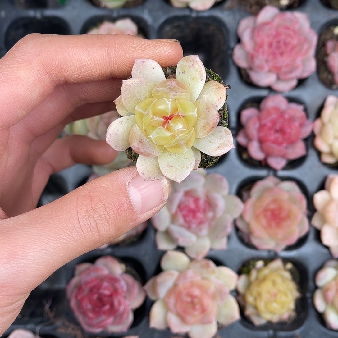 多肉一物一拍27-184