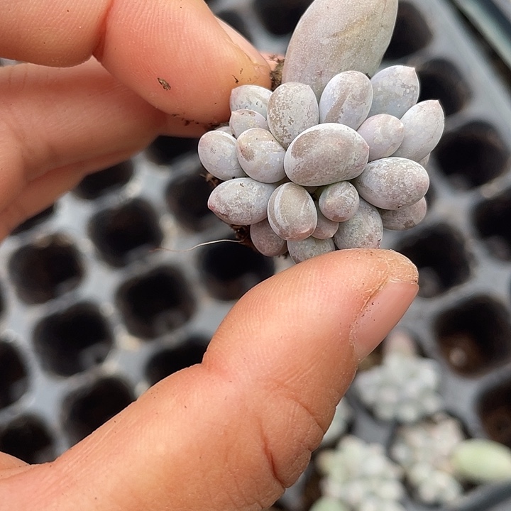 汤圆群发2颗满18包邮