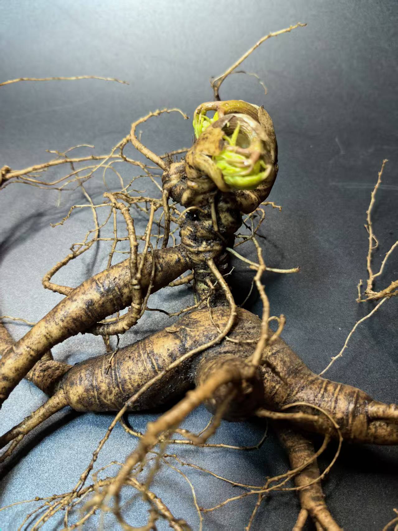 长白山林下参鲜参