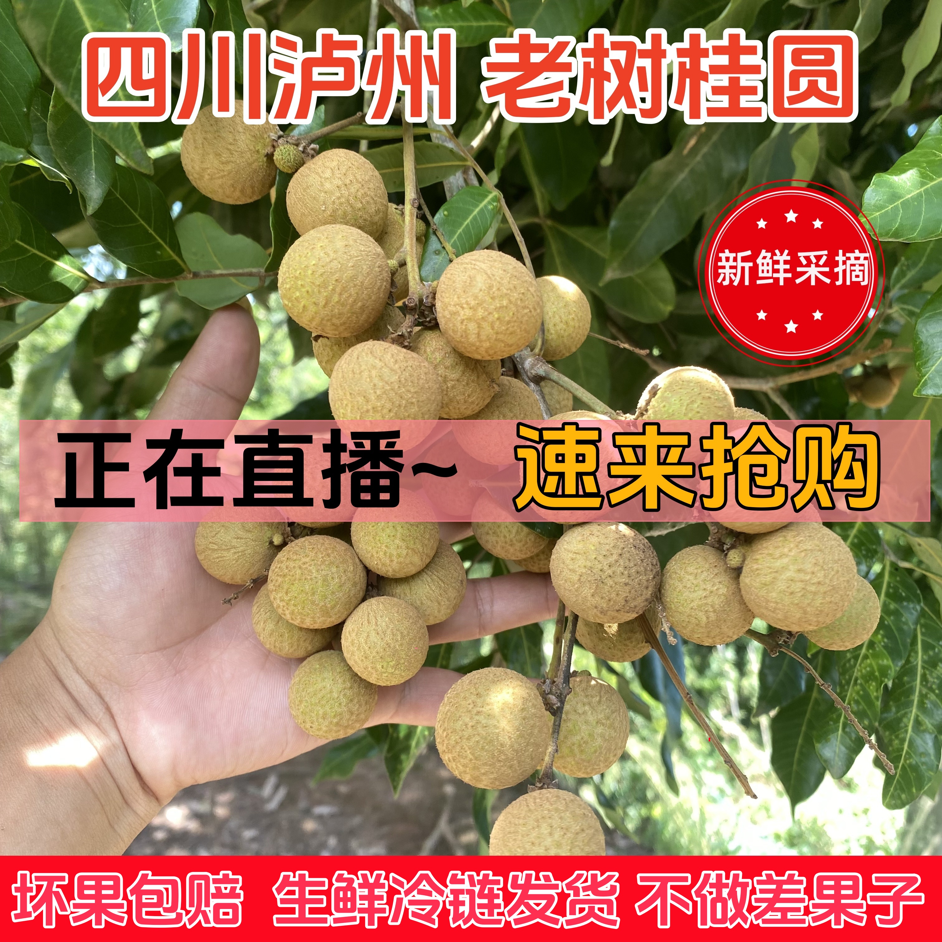 （十斤装）四川泸州桂圆现摘龙眼果肉厚多汁清甜可口当季新鲜水果
