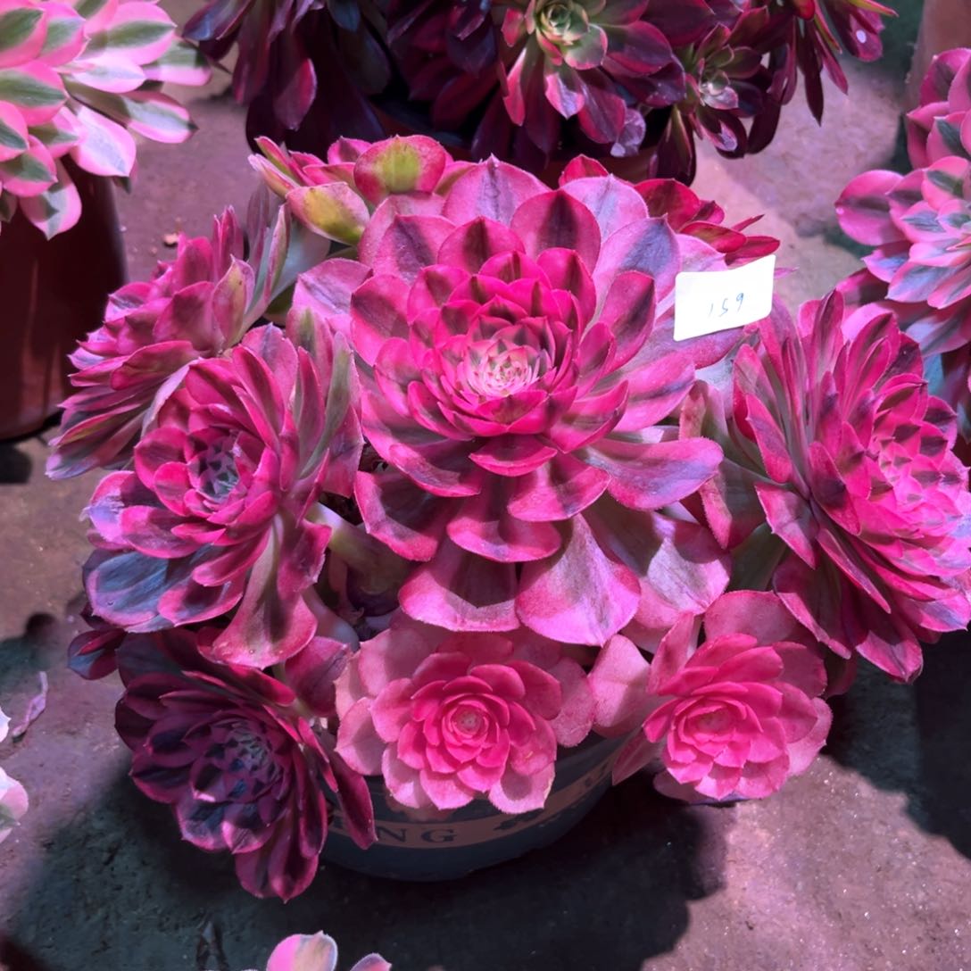 多肉植物倾城159