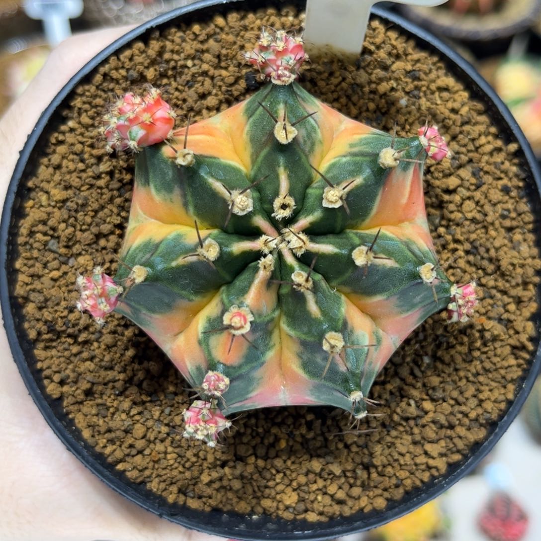 lucky seed 母本—————