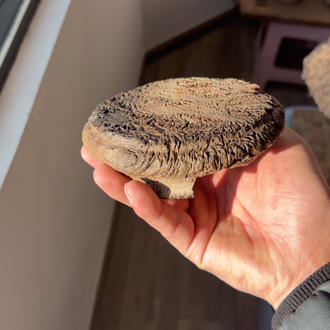 花****木铁栎木风化纹理圆盘