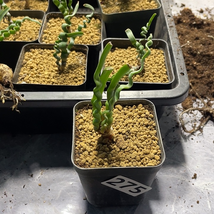 孤***鹰275宽叶海带弹簧草