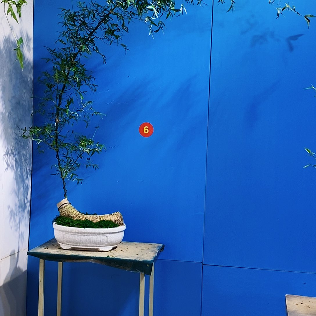 微**雨小叶簕竹一物一拍