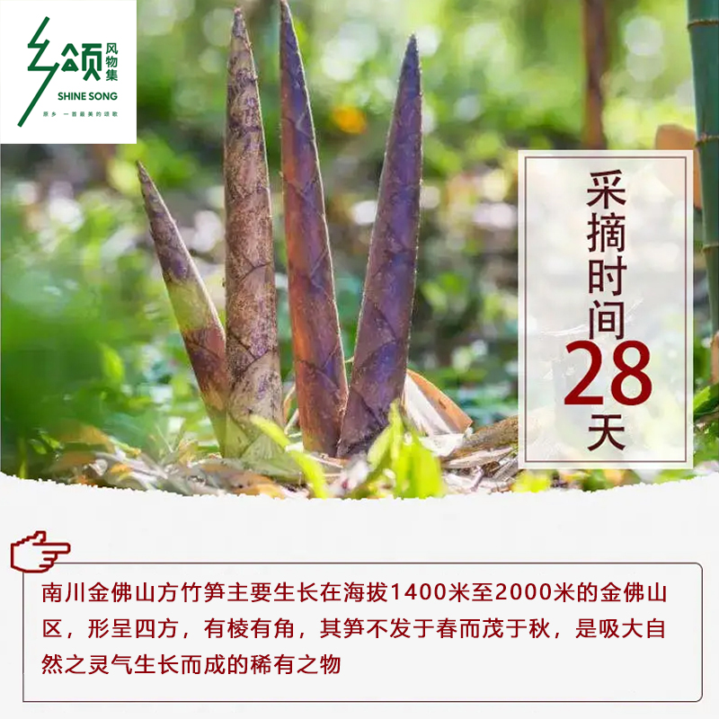 【川渝】重庆南川金佛山新鲜带壳毛壳方竹笋特产农产品