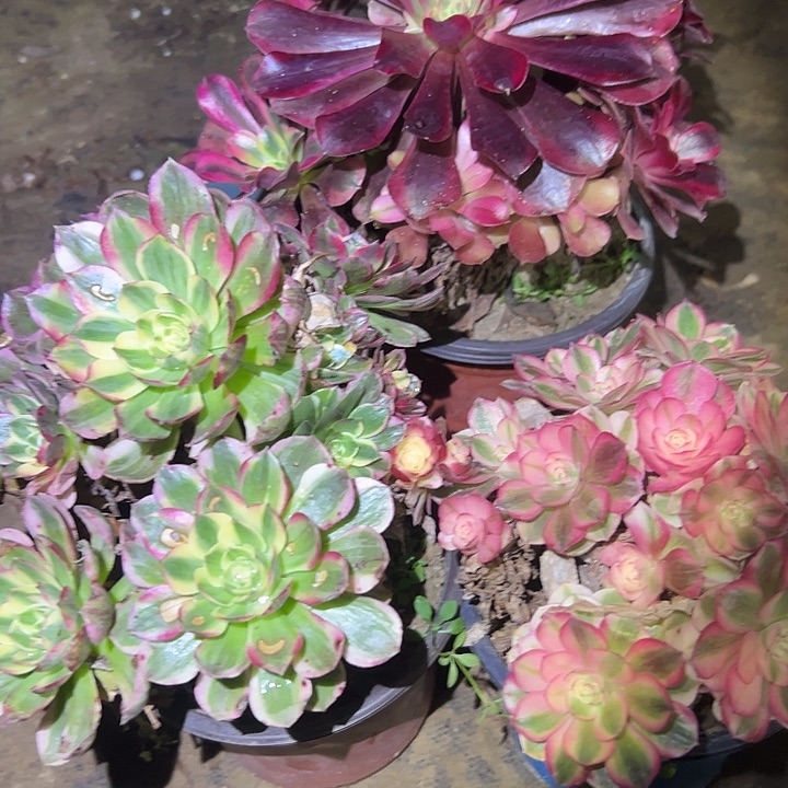 山***)不包侧枝一物一拍40