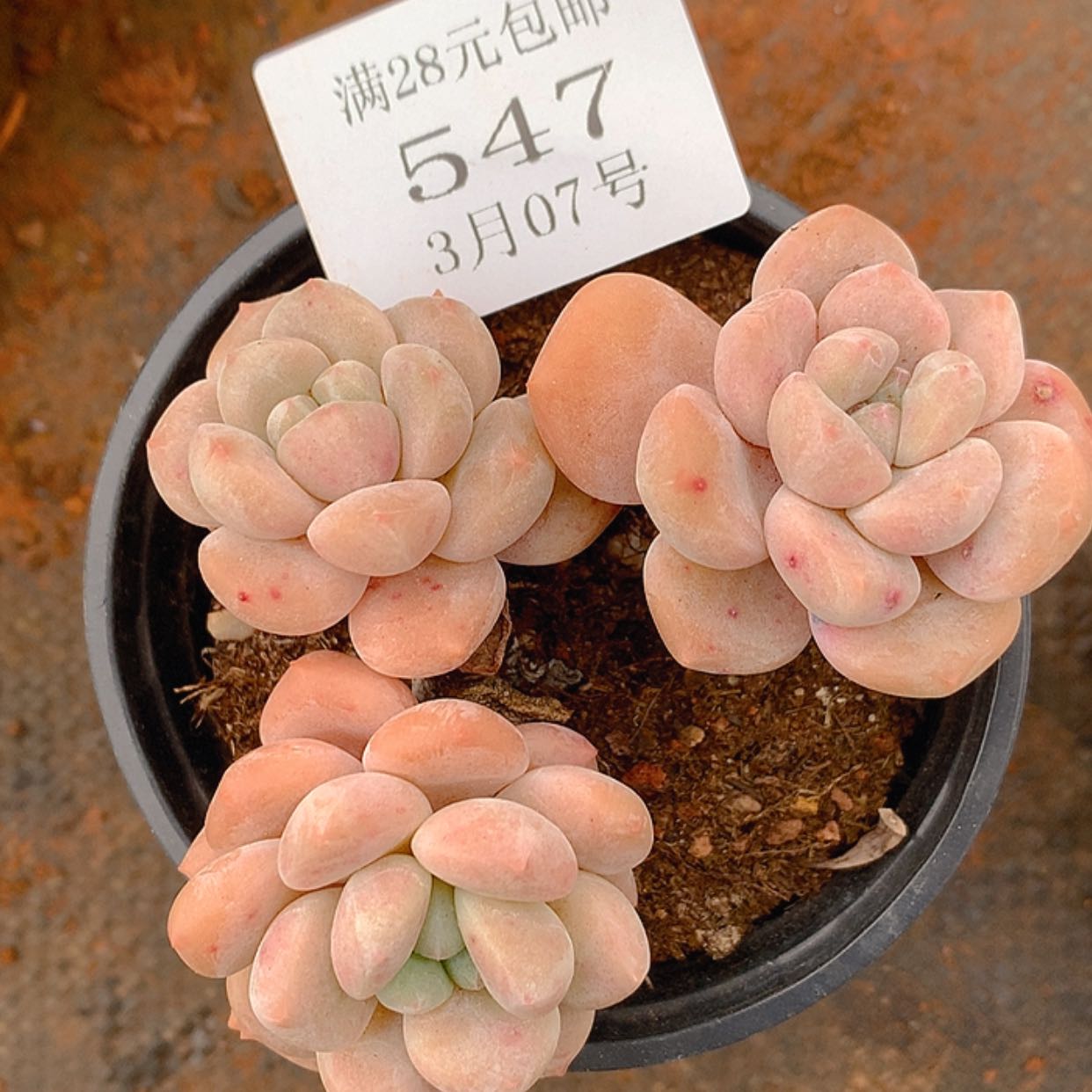 【闪购商品】云547