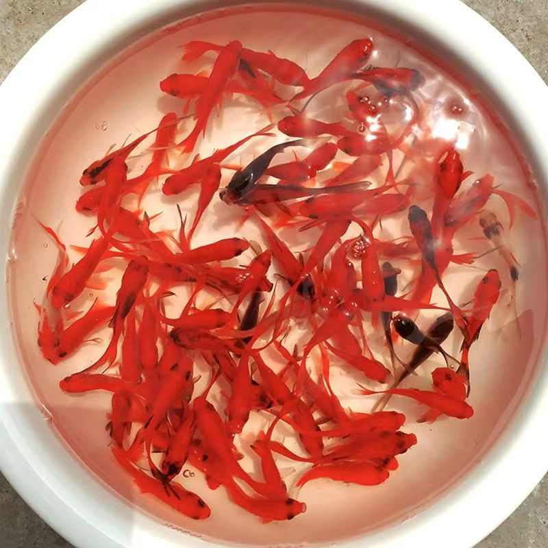 16号【冷水红草金鱼开池宠粉福利组合】冷水观赏鱼 包邮