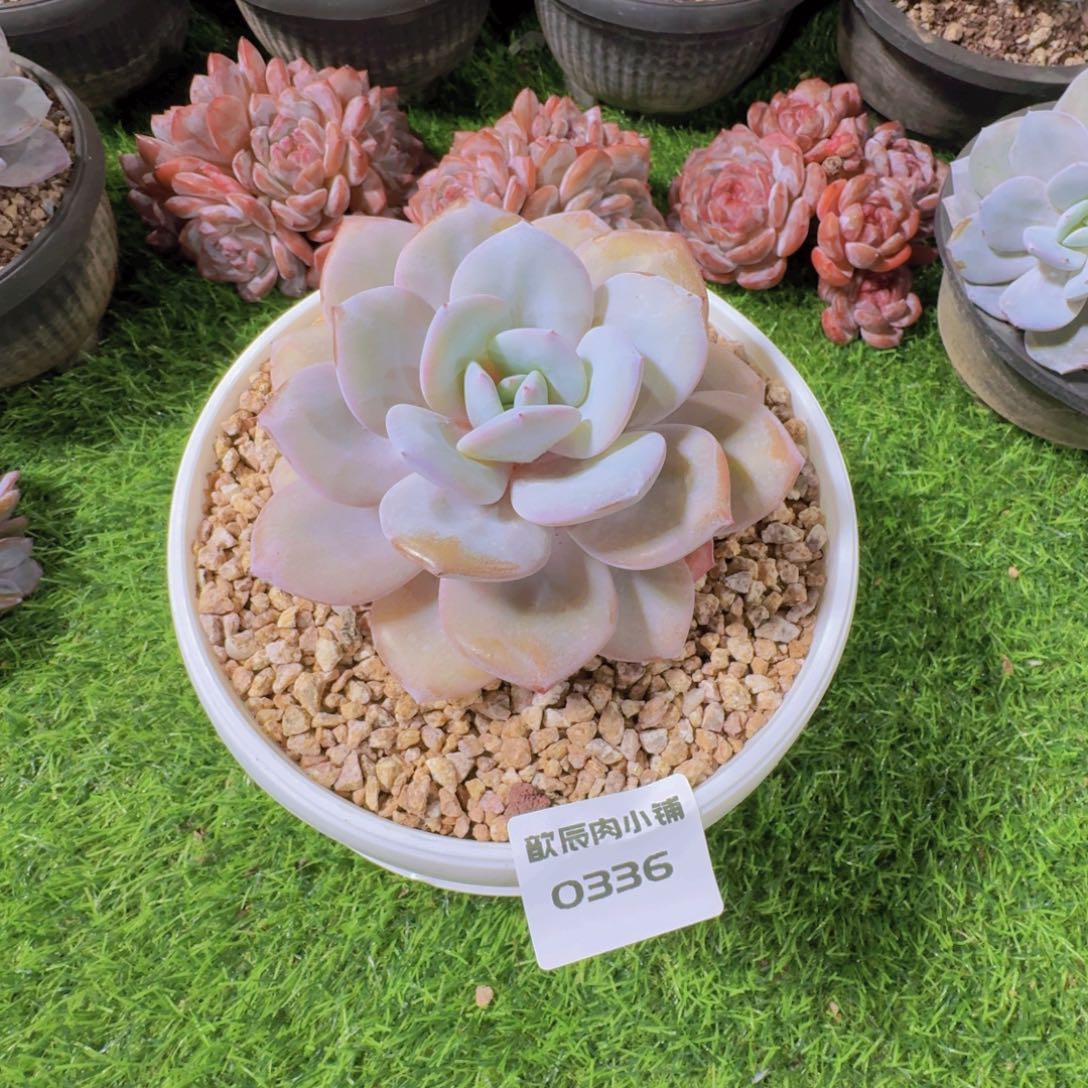 多肉植物奶茶单头0336