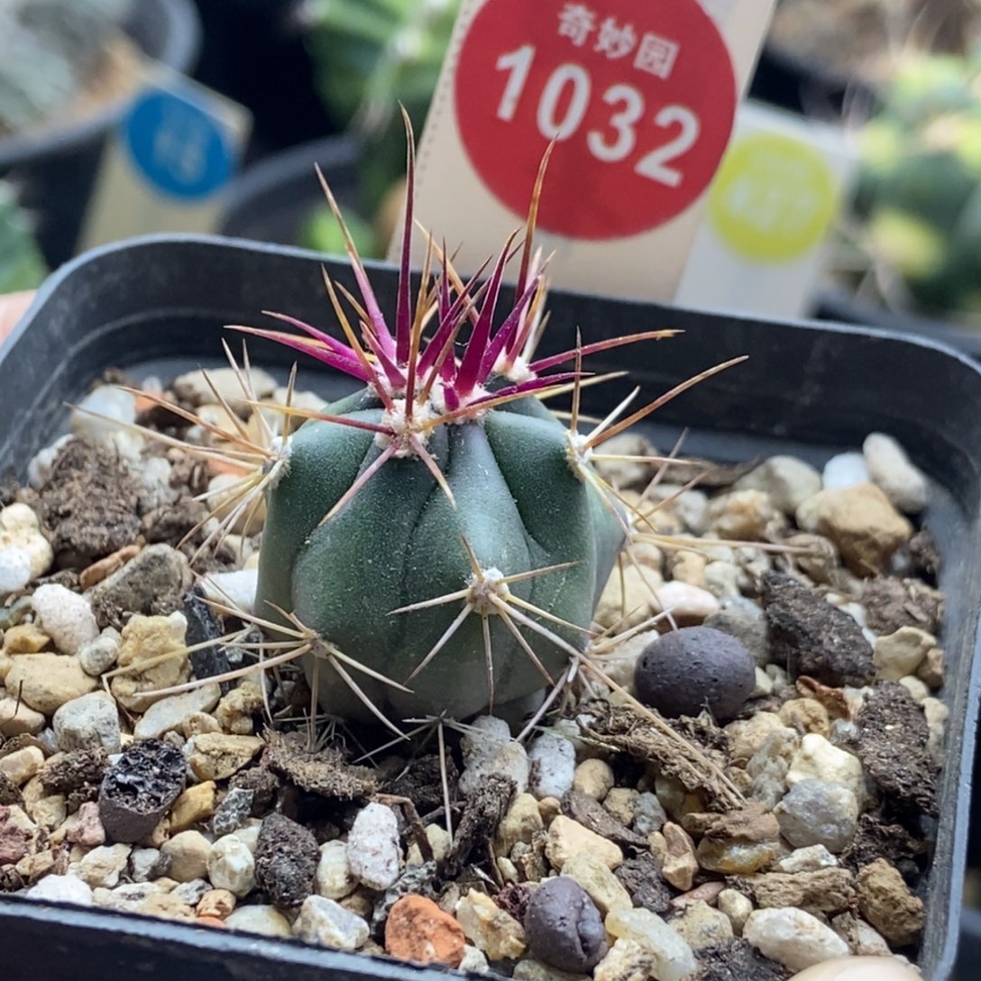 强刺伟冠龙一颗仙人球