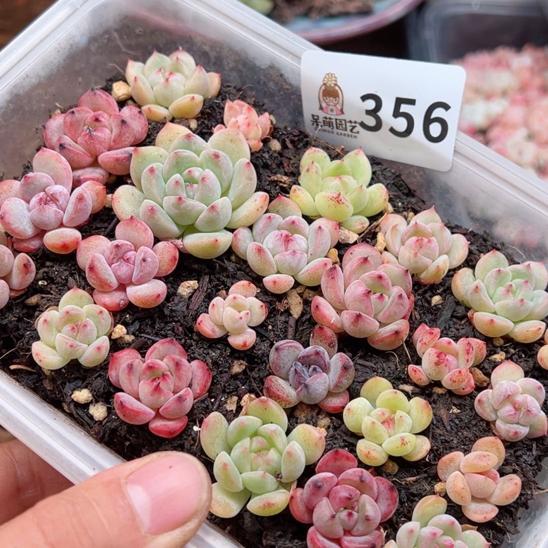 多肉植物多肉植物