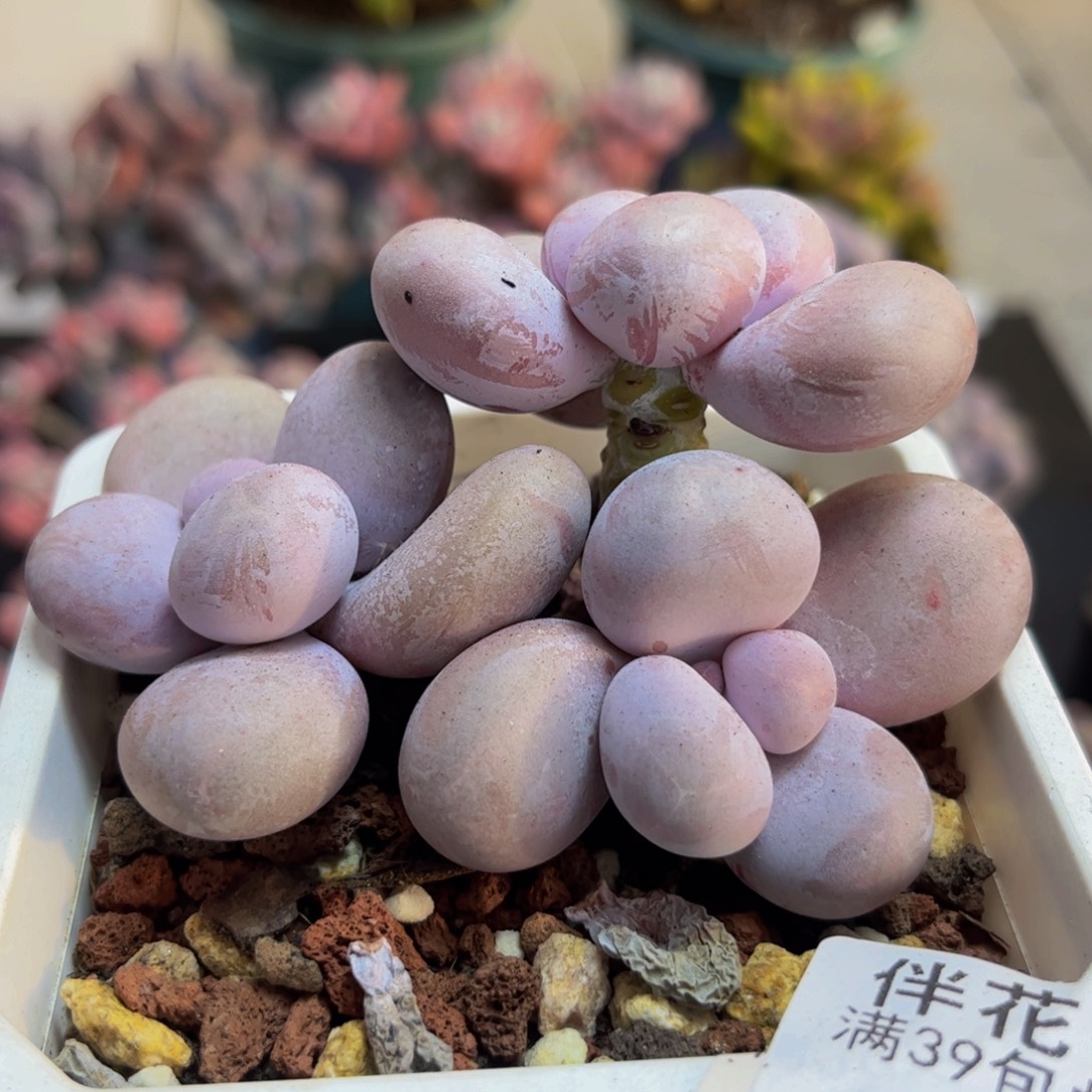 351水光针9cm多肉植物