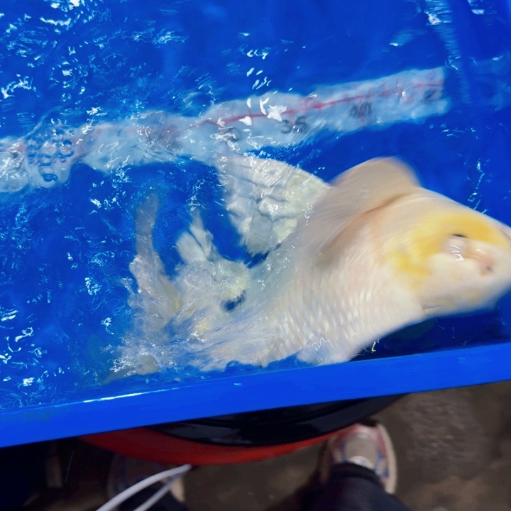 海水鱼蝴蝶鲤包邮120