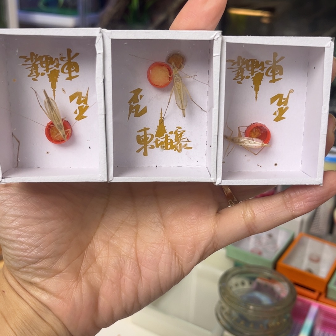 竹蛉柬埔寨3只中长须