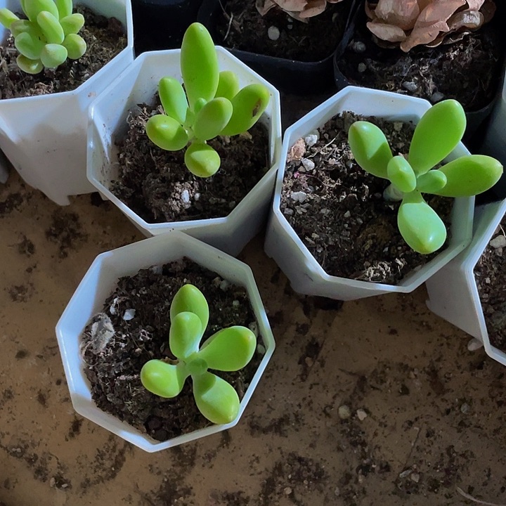 芒果奶3.8带盆土发货