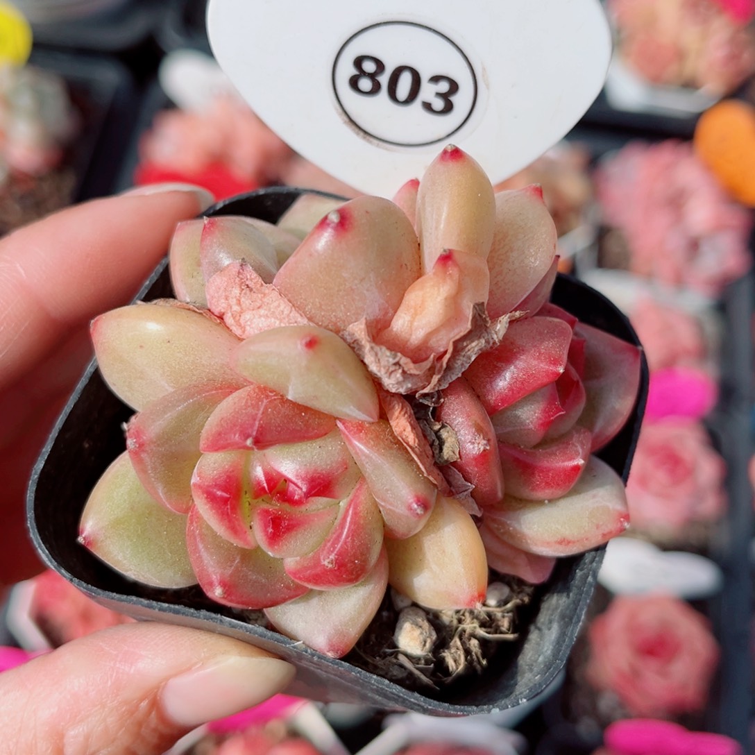 803号小老桩珍妮群