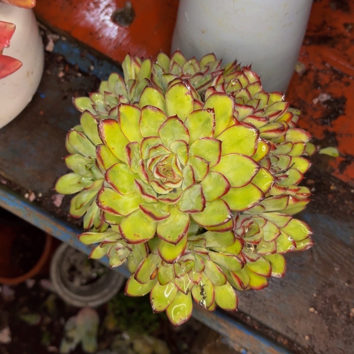 学***舞老桩精品肉肉玫瑰