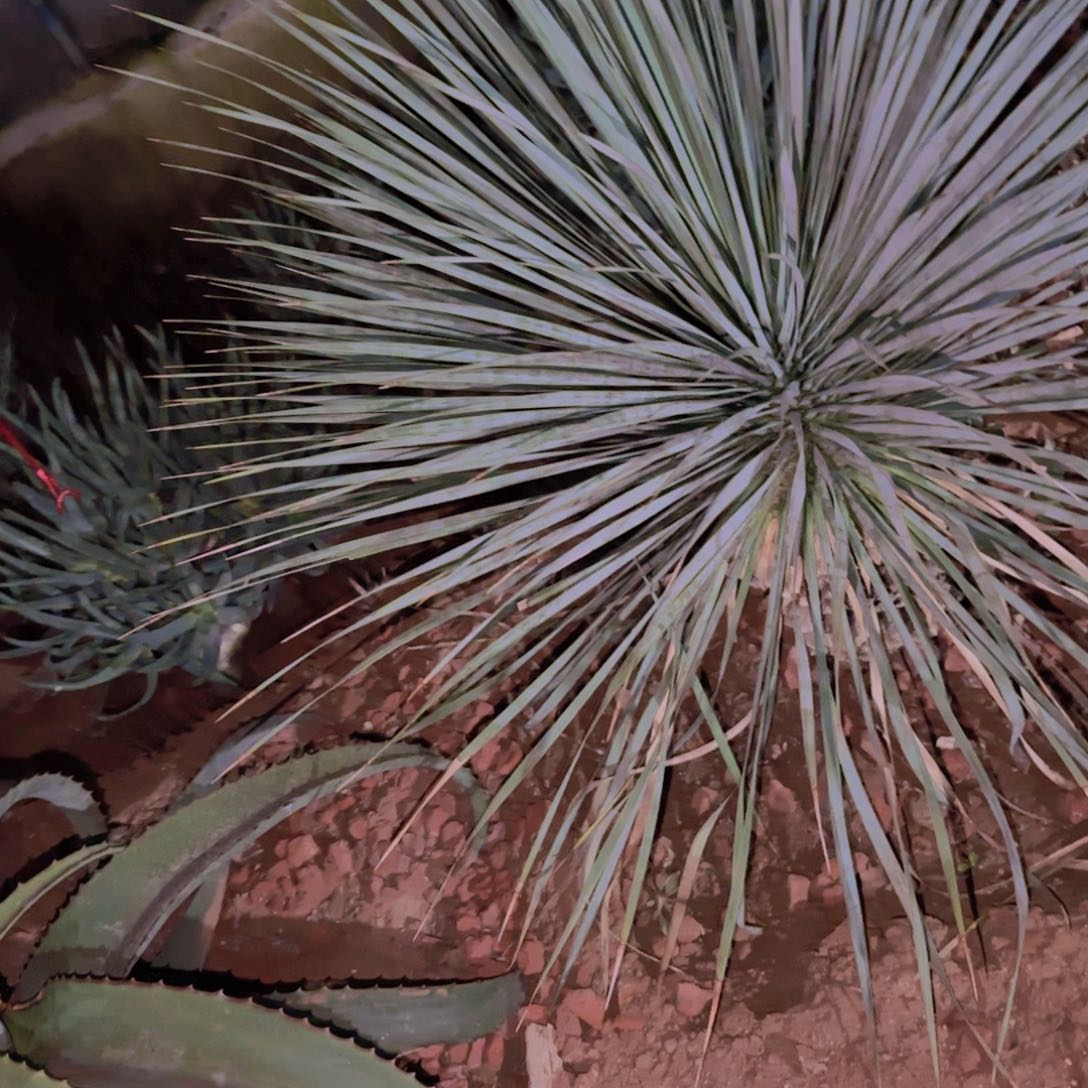 小****）块根植物块根植物块根植物