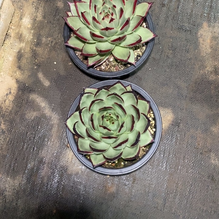 非**可魔王乌木两颗