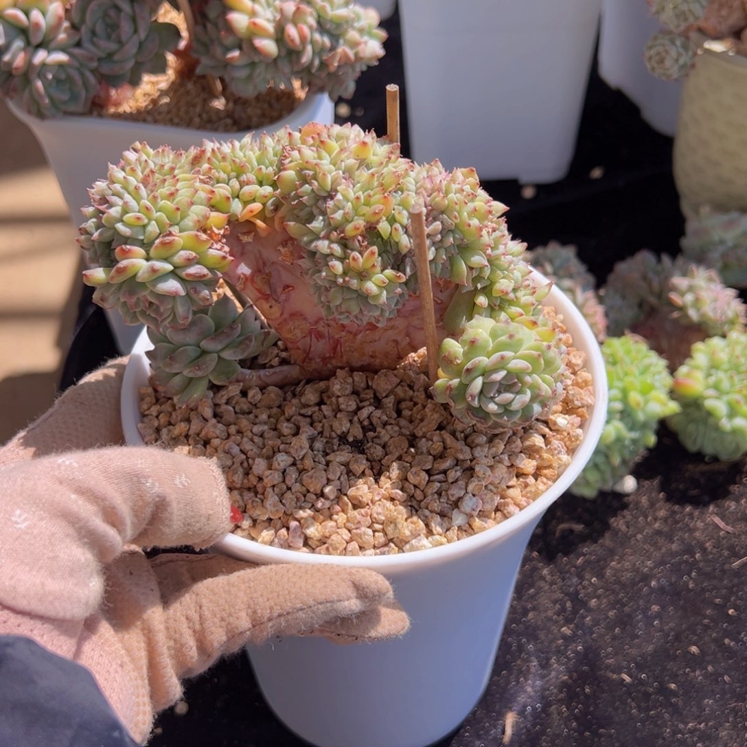 一**祈新年快乐新主播福利